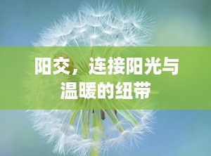 阳交，连接阳光与温暖的纽带