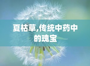 夏枯草,传统中药中的瑰宝