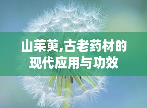 山茱萸,古老药材的现代应用与功效