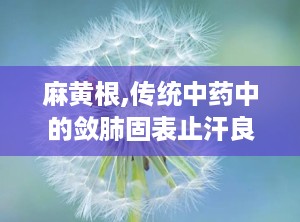 麻黄根,传统中药中的敛肺固表止汗良药