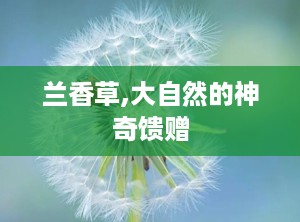 兰香草,大自然的神奇馈赠