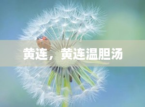 黄连，黄连温胆汤