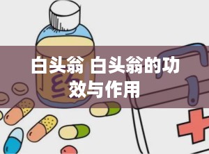 白头翁 白头翁的功效与作用