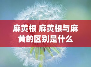 麻黄根 麻黄根与麻黄的区别是什么