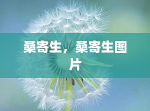 桑寄生，桑寄生图片