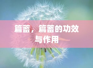 篇蓄，篇蓄的功效与作用