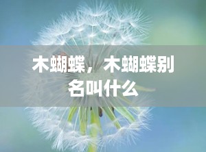 木蝴蝶，木蝴蝶别名叫什么