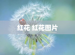 红花 红花图片