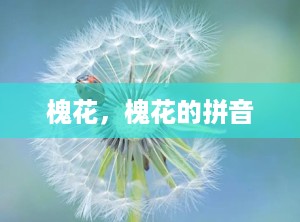 槐花，槐花的拼音