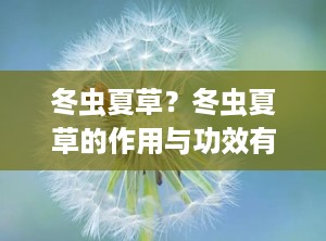 冬虫夏草？冬虫夏草的作用与功效有哪些