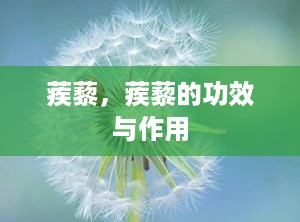 蒺藜，蒺藜的功效与作用