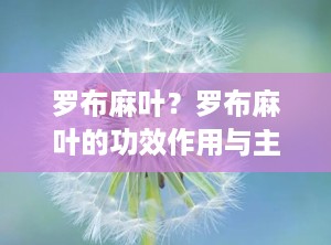 罗布麻叶？罗布麻叶的功效作用与主治