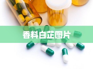 香料白芷图片