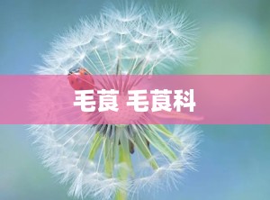 毛莨 毛莨科