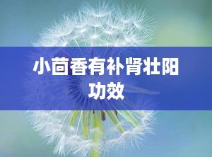 小茴香有补肾壮阳功效