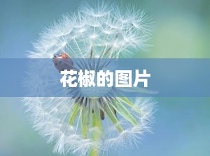 花椒的图片