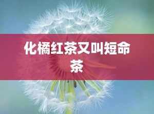 化橘红茶又叫短命茶