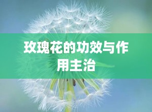 玫瑰花的功效与作用主治