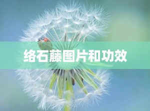 络石藤图片和功效