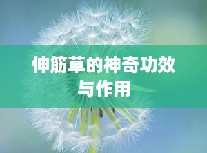 伸筋草的神奇功效与作用