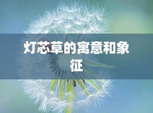 灯芯草的寓意和象征