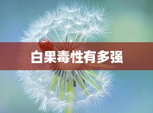 白果毒性有多强