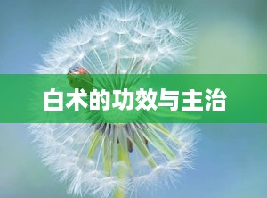 白术的功效与主治