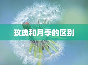 玫瑰和月季的区别