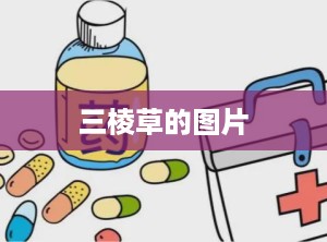 三棱草的图片