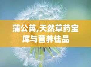 蒲公英,天然草药宝库与营养佳品