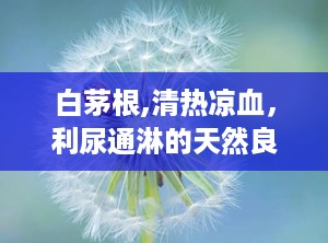 白茅根,清热凉血，利尿通淋的天然良药