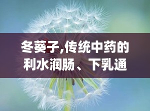 冬葵子,传统中药的利水润肠、下乳通乳之宝