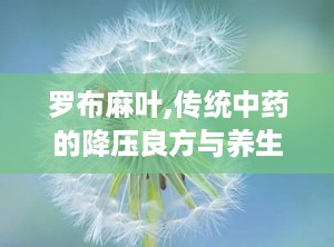 罗布麻叶,传统中药的降压良方与养生宝藏