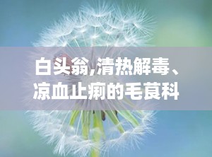 白头翁,清热解毒、凉血止痢的毛茛科草本植物