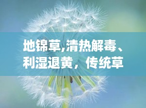 地锦草,清热解毒、利湿退黄，传统草药的现代应用