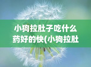 小狗拉肚子吃什么药好的快(小狗拉肚子吃什么药)